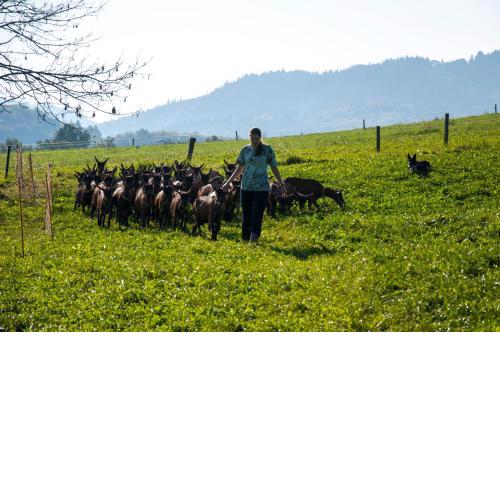 Agroturistika kozí farma Rožnov pod Radhoštěm