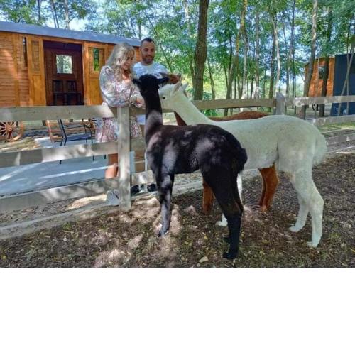 Alpacacamp
