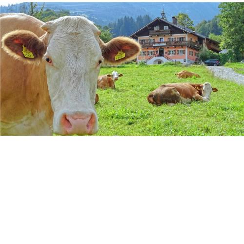 AlpinResort DerBacherhof