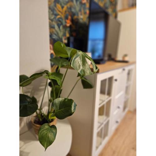 Apartament Boho