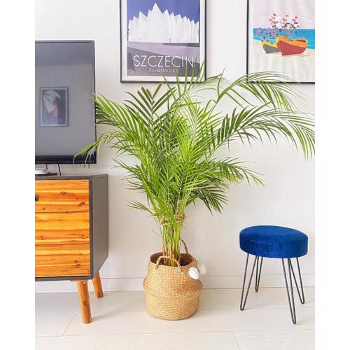 Apartament MONSTERA