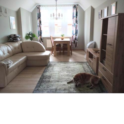 Apartament Shiba
