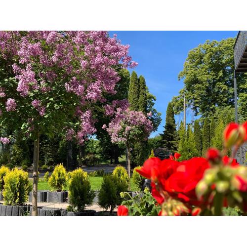 Apartamenty Arkadia przy Amfiteatrze