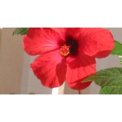 Apartman Hibiskus