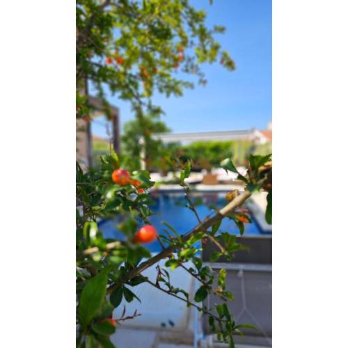 Apartmani Nika