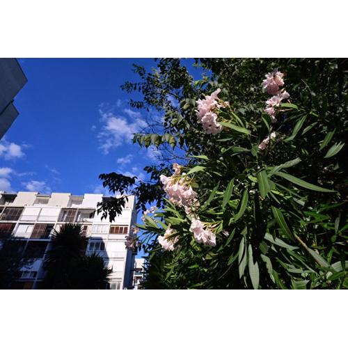 Apartment Paula