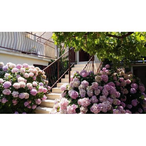 Apartment Rosa