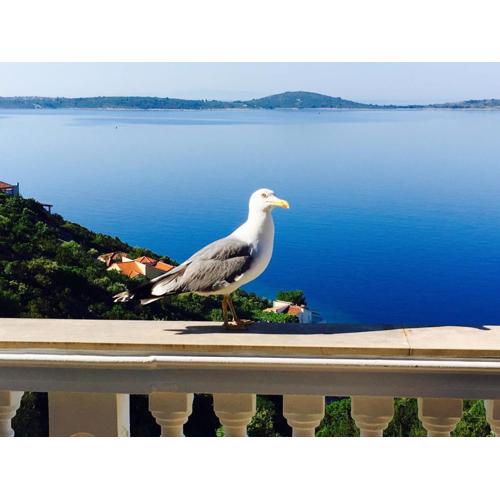 Apartments Jasmina