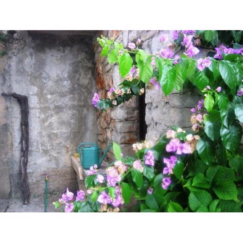 Appartement In Jelsa Mit Garten Und Grill
