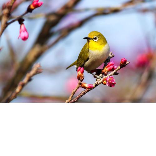 BirdOnTheWire