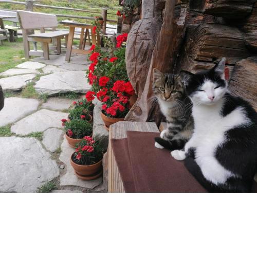 Birnbaum Chalets Grossarl