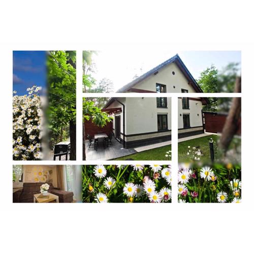 Daisy - Sunny Flowers Apartments
