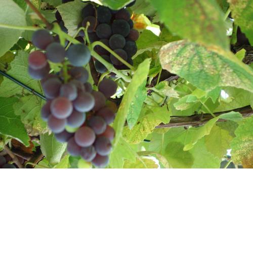 Das Weinberghaus