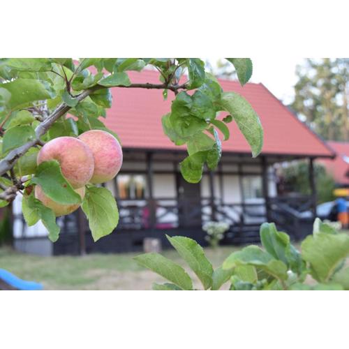 Domek w kratkę 56