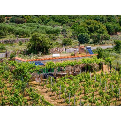 Ecological Vineyard House