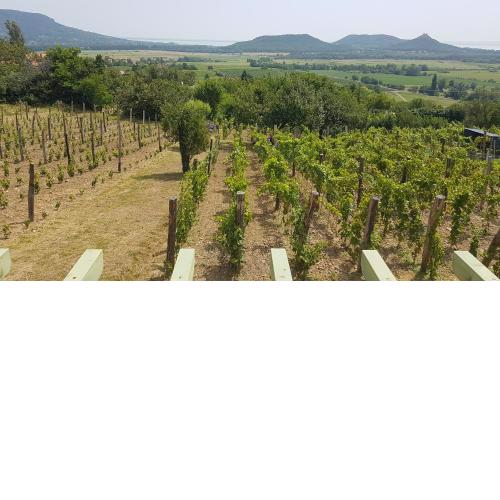 Grand Cru 4 Vendégház