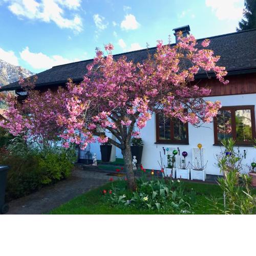 Haus Belli