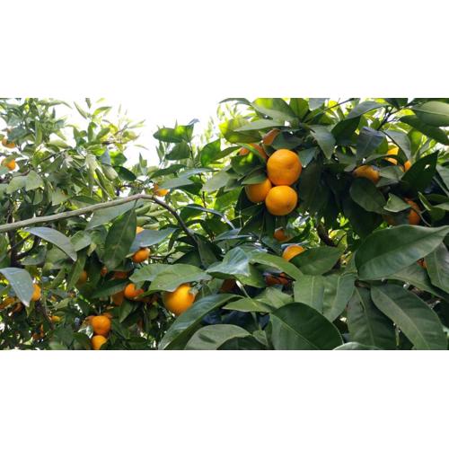 Haus Mandarina