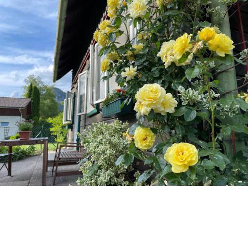 Holzhaus Falkenstein