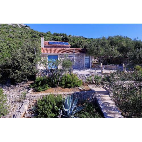 House Lemon Tree