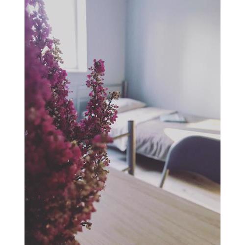 Lawendowy Hostel Wrocław