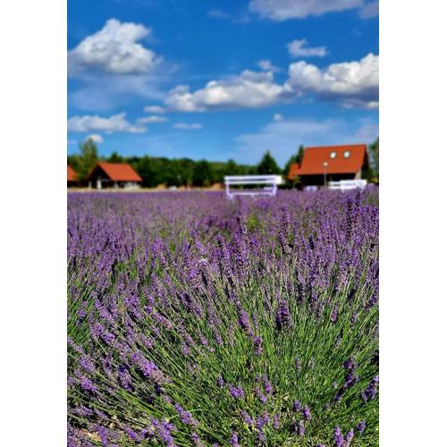 Lawendowy Zakątek Machowino- Domek Blue Scent