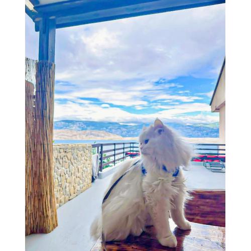 Mila Pet friendly holiday house with private place on the beach