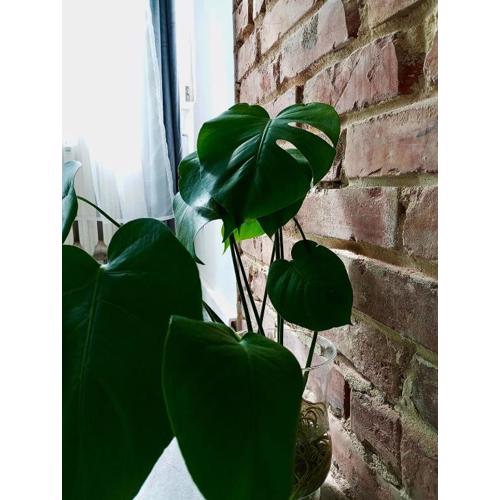 MONSTERA-32m,aneks,śniadanie