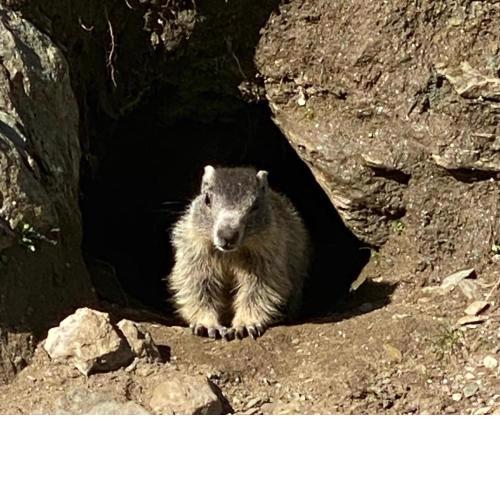 Murmeltier-Stube