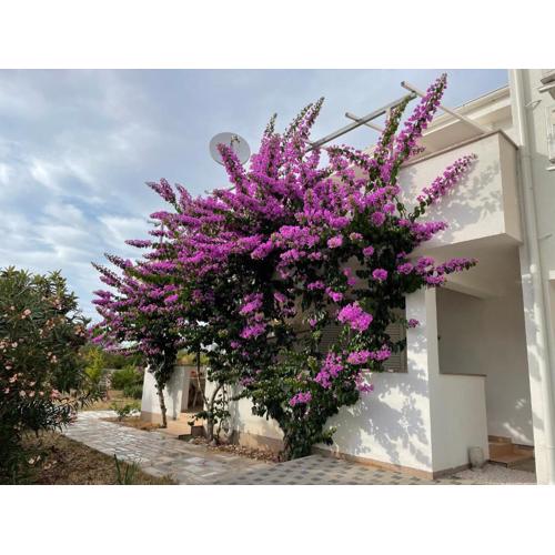 NOVALJA APARTMENTS by NENA