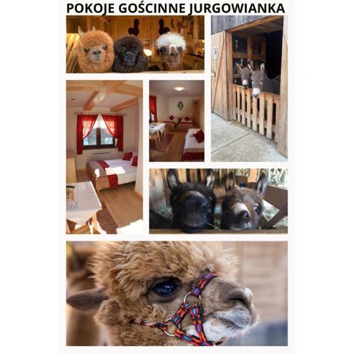 Pokoje Gościnne Jurgowianka