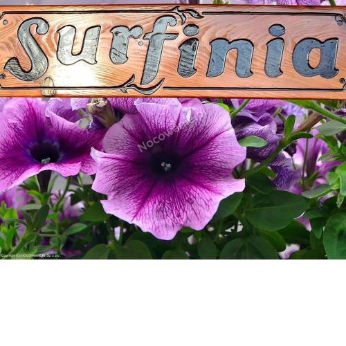 POKOJE GOŚCINNE SURFINIA