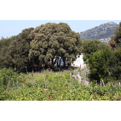 Seaside secluded apartments Cove Blaca, Mljet - 615