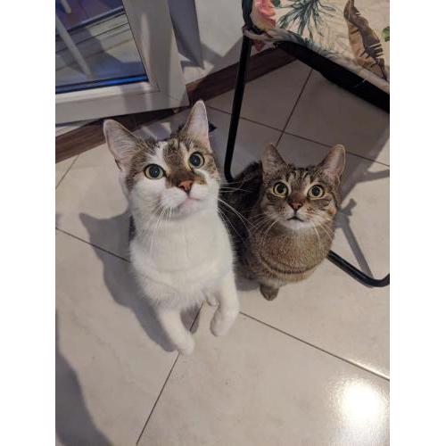 Sweet Home & Sweet Cats & Fast internet