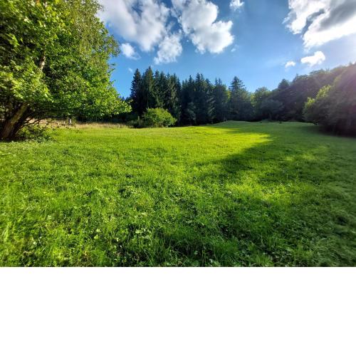 Tree house and private meadow in the middle of the forest