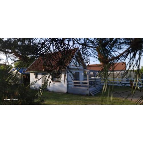 W ładnym polu n1