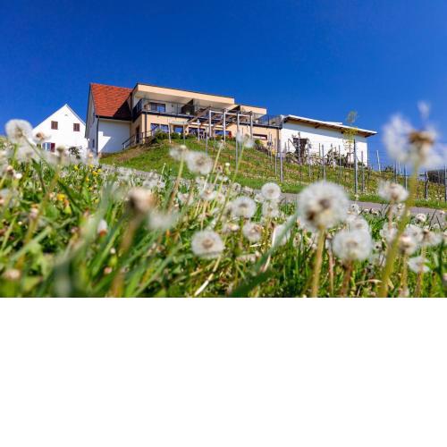 Weingut und Gästezimmer Perner