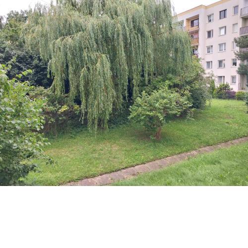 Willow